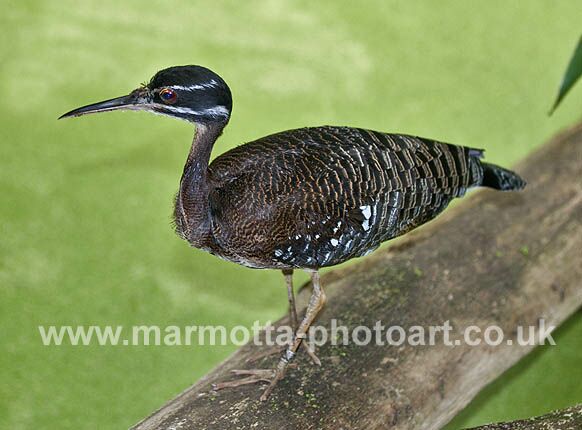 Click to See Next Image