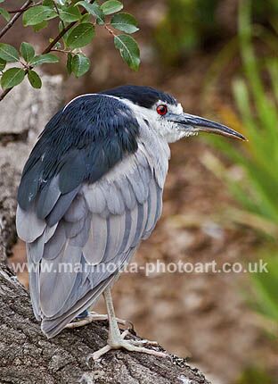 Click to See Next Image