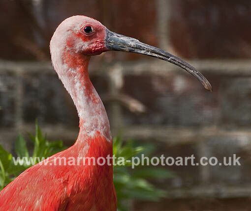 Click to See Next Image