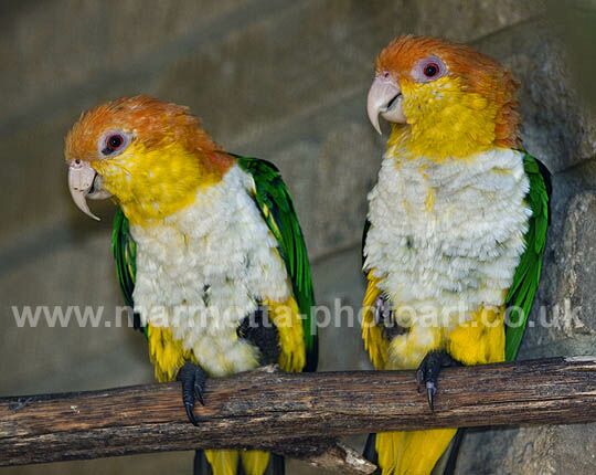 Click to See Next Image