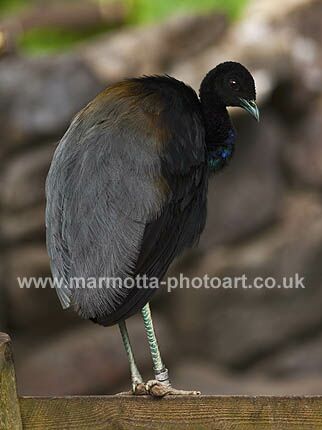 Click to See Next Image