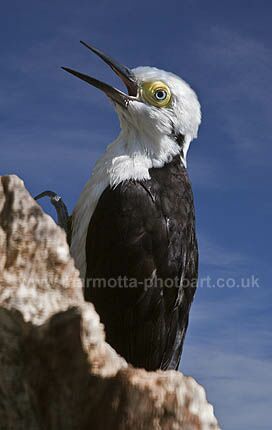 Click to See Next Image