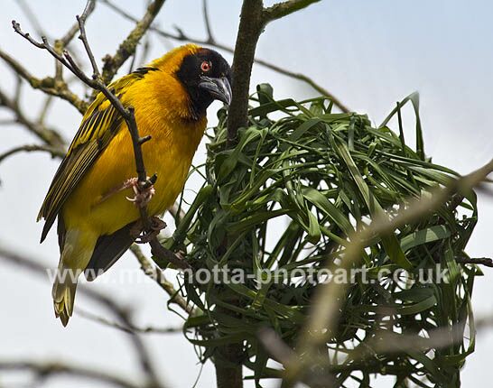 Click to See Next Image