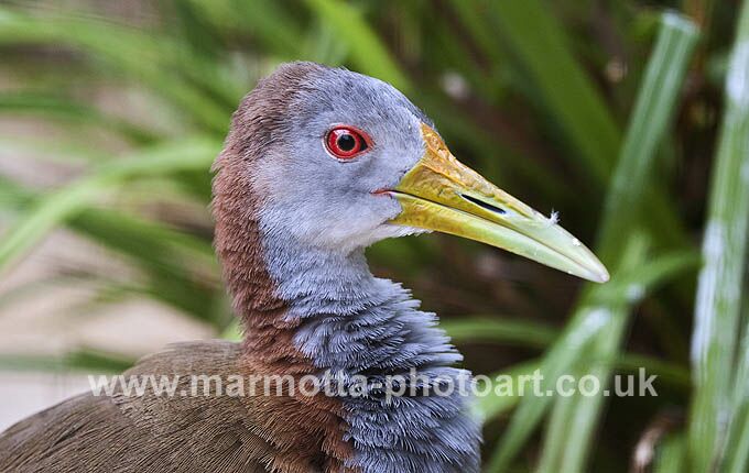 Click to See Next Image