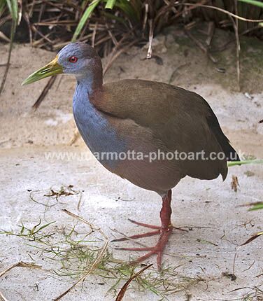 Click to See Next Image