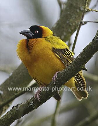 Click to See Next Image