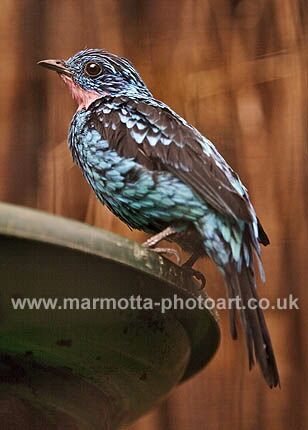 Click to See Next Image