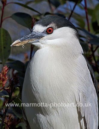 Click to See Next Image