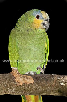 Click to See Next Image