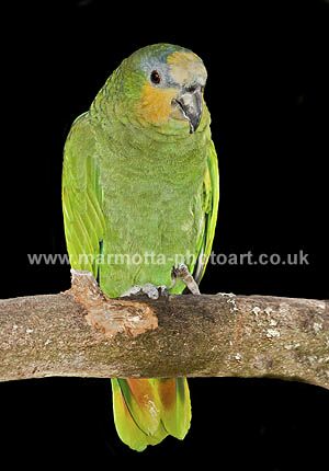 Click to See Next Image