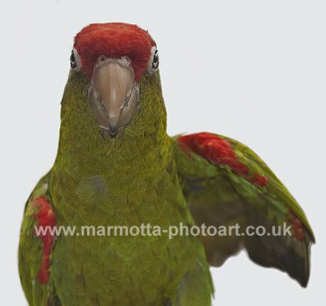 Click to See Next Image