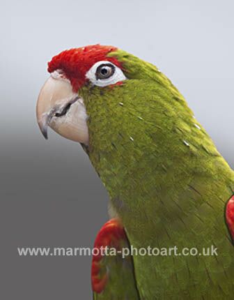 Click to See Next Image