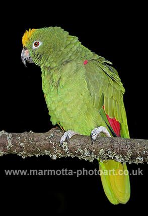 Click to See Next Image