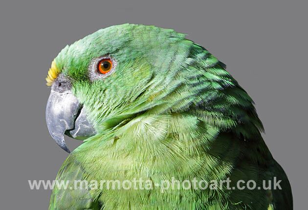 Click to See Next Image