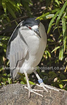 Click to See Next Image