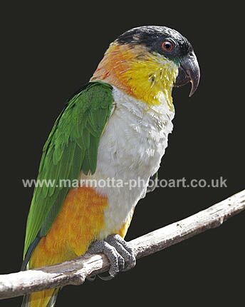 Click to See Next Image