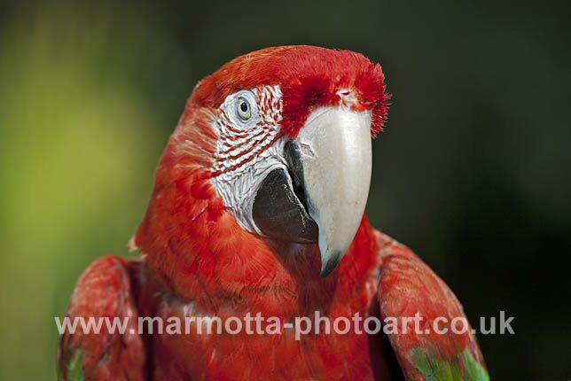 Click to See Next Image