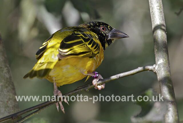 Click to See Next Image