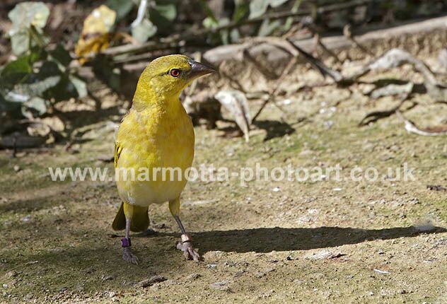 Click to See Next Image