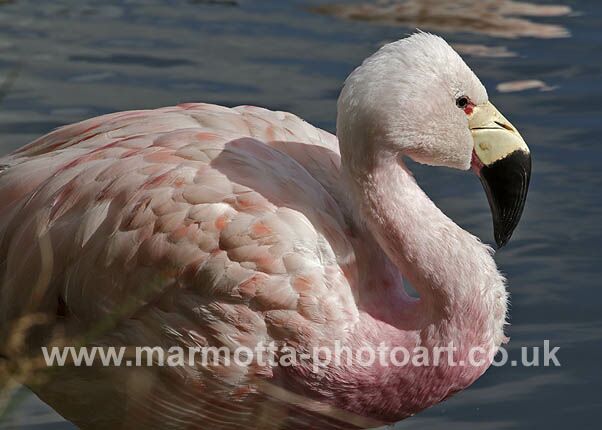 Click to See Next Image