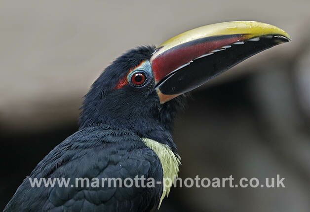 Click to See Next Image