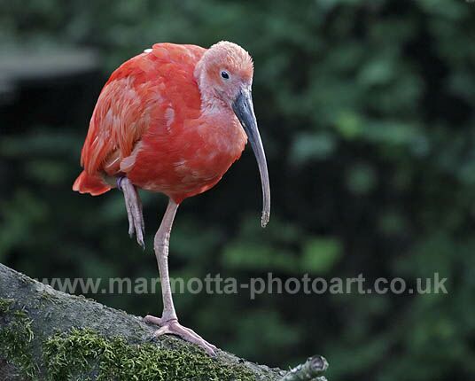 Click to See Next Image