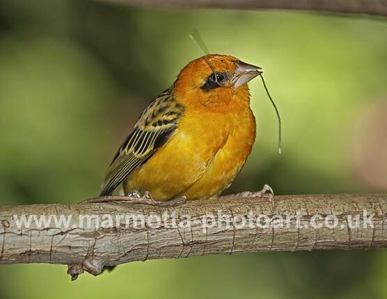 Click to See Next Image