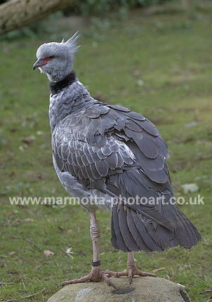 Click to See Next Image