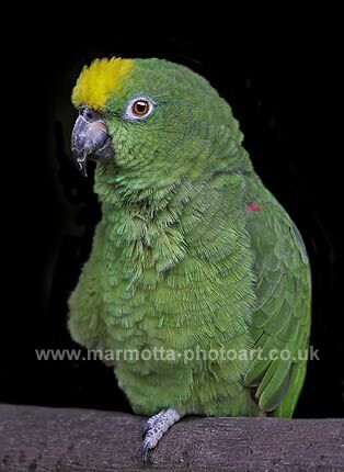 Click to See Next Image