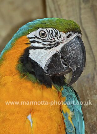 Click to See Next Image