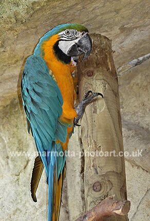 Click to See Next Image