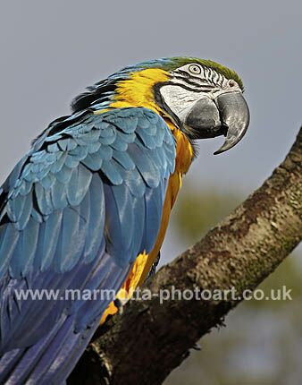 Click to See Next Image