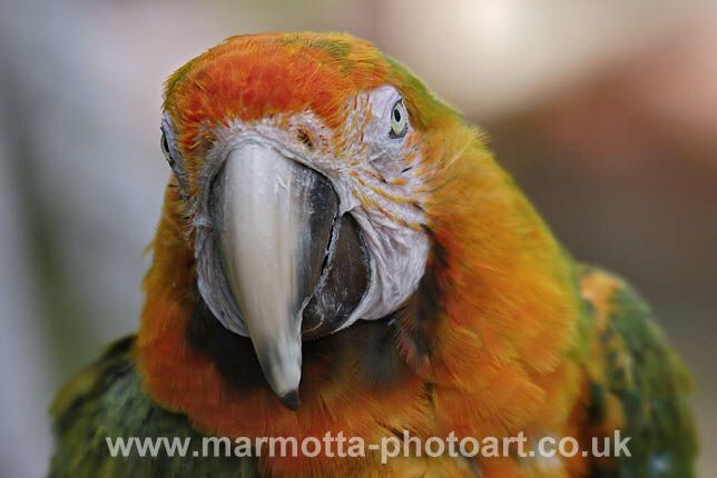 Click to See Next Image