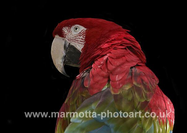 Click to See Next Image