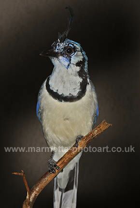 Click to See Next Image