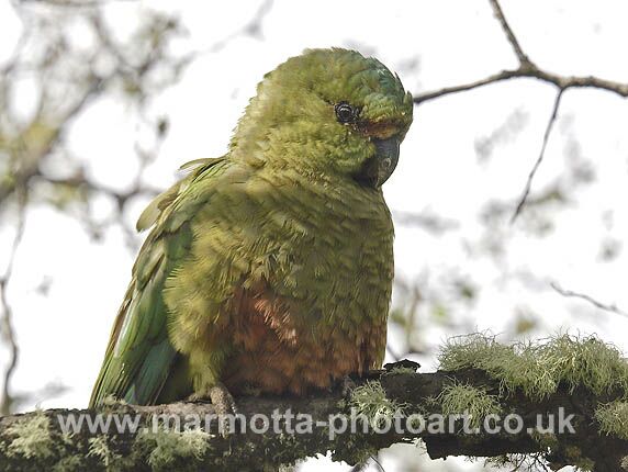 Click to See Next Image