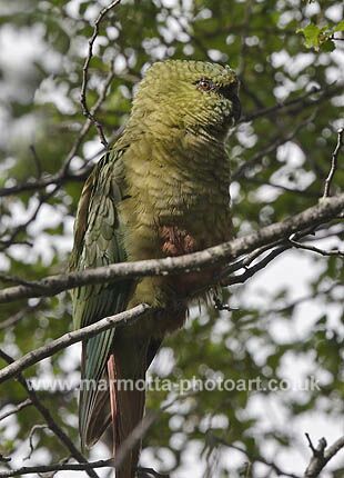 Click to See Next Image