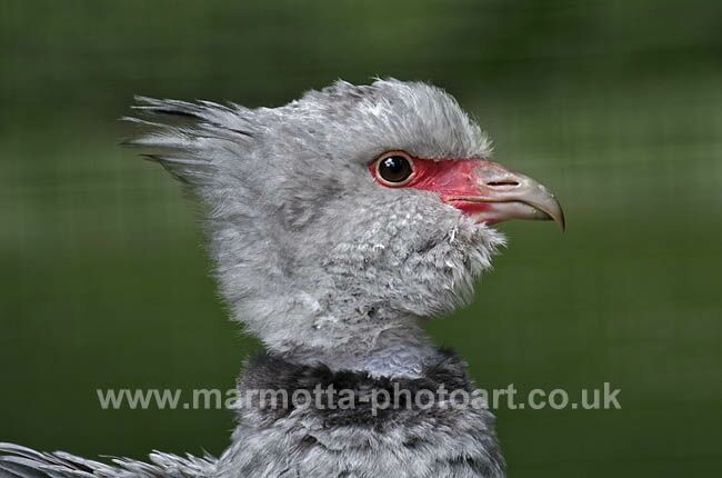 Click to See Next Image