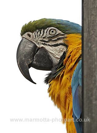 Click to See Next Image