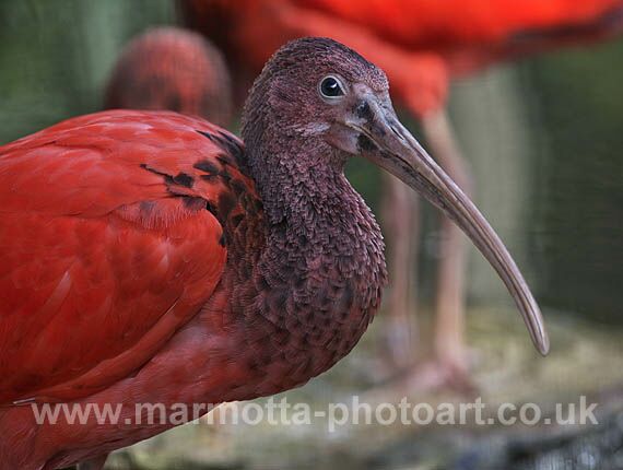 Click to See Next Image