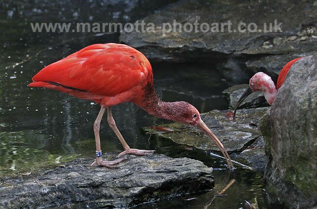 Click to See Next Image