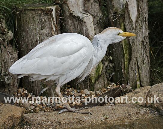 Click to See Next Image