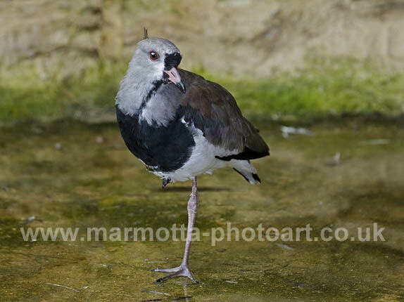 Click to See Next Image