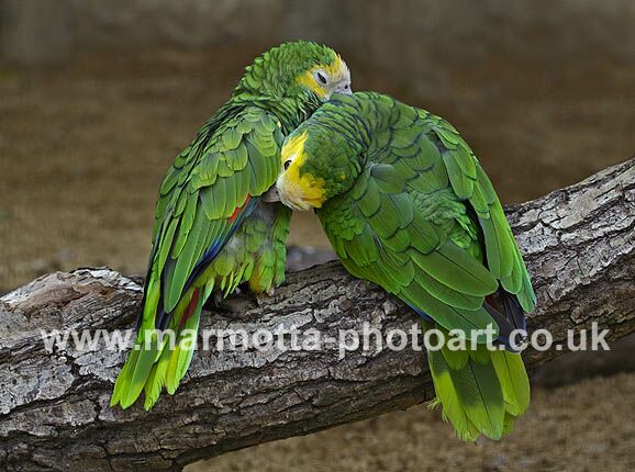 Click to See Next Image