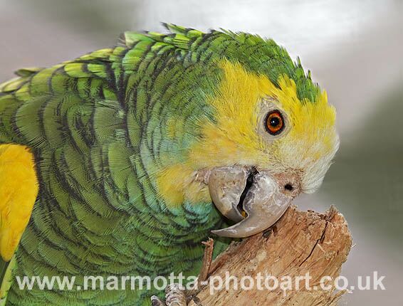 Click to See Next Image