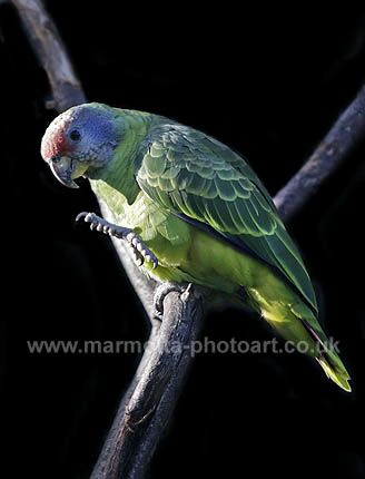 Click to See Next Image