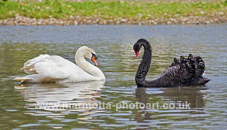 Click to See Next Image