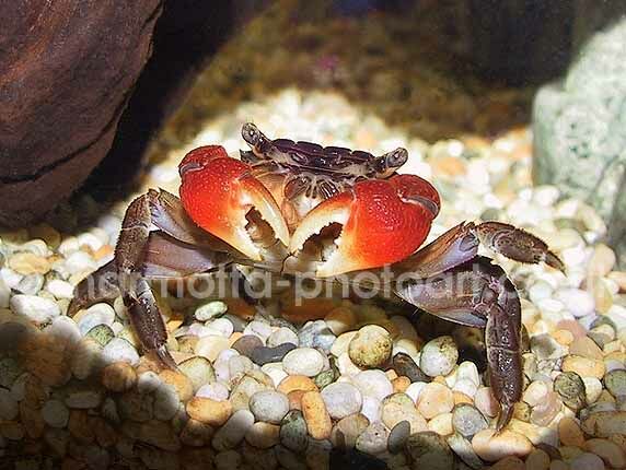 Click to See Next Image