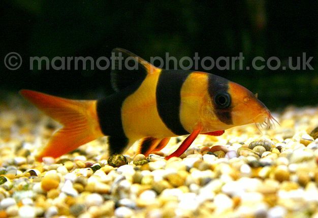 Click to See Next Image