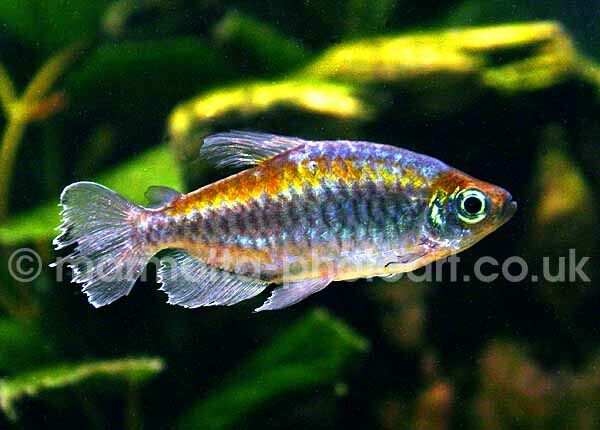 Click to See Next Image